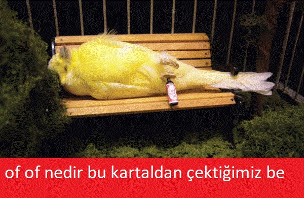 Beşiktaş kazandı! Caps'ler patladı! - Görsel 11